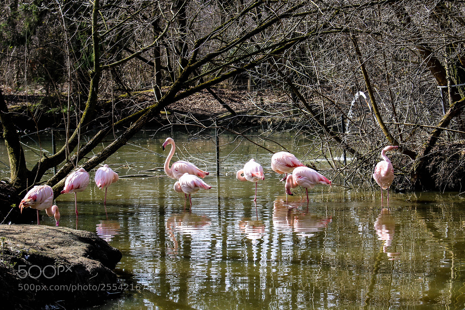 Canon EOS 750D (EOS Rebel T6i / EOS Kiss X8i) sample photo. Flamingos photography