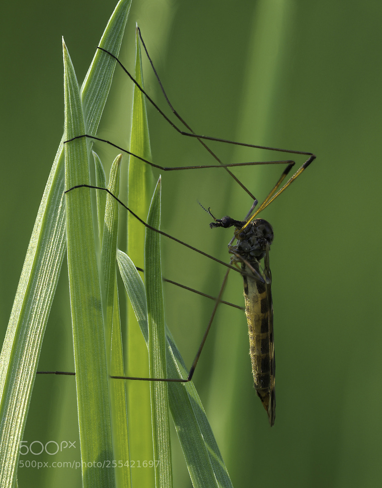 Olympus OM-D E-M1 Mark II sample photo. Tipulidae photography