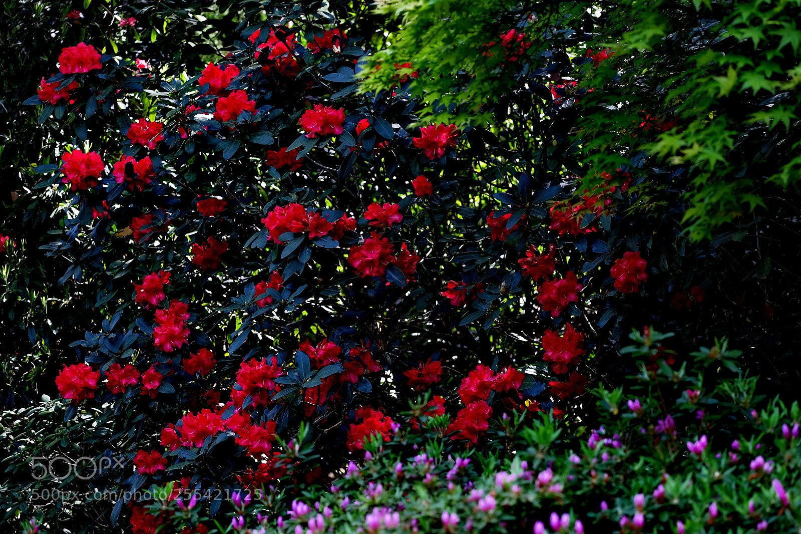 Fujifilm X-T1 sample photo. Peony photography
