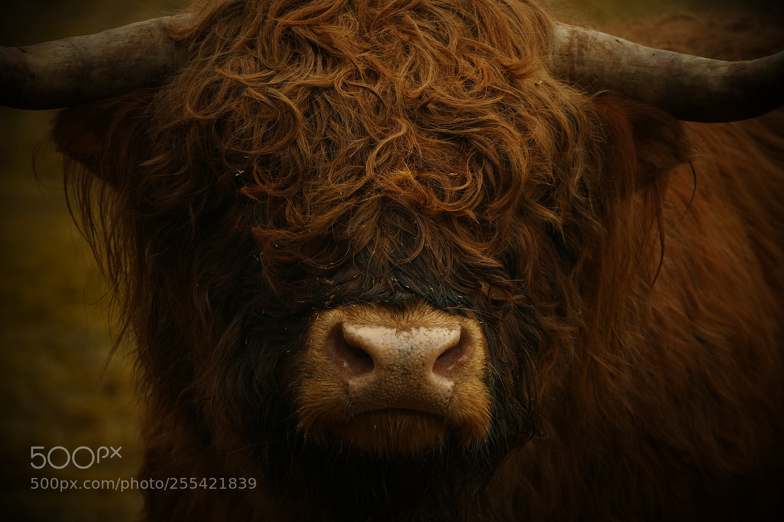 Panasonic Lumix DMC-FZ1000 sample photo. Highland photography