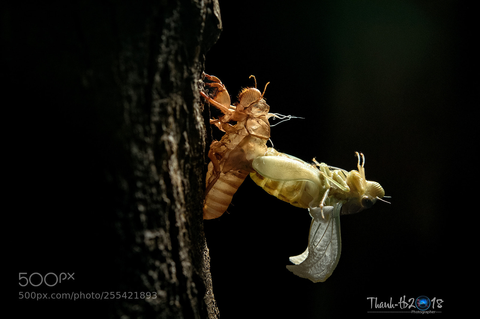 Nikon D750 sample photo. Cicada photography