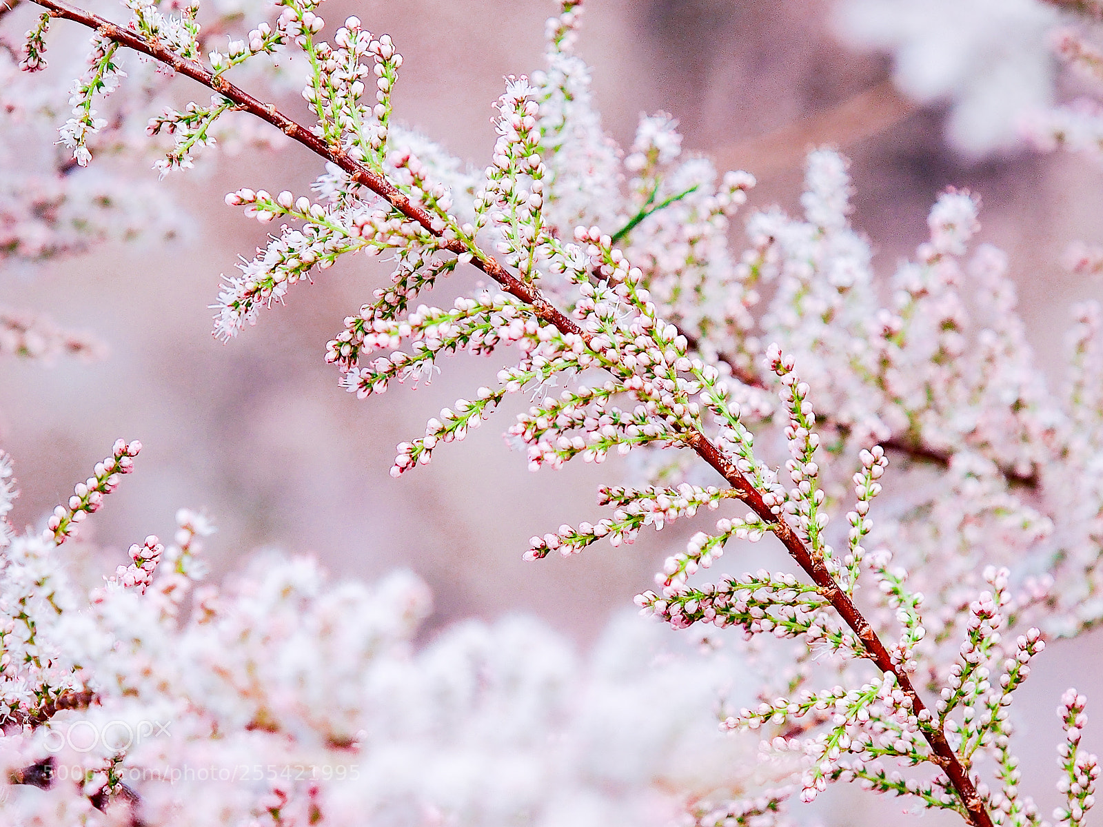 Olympus OM-D E-M5 sample photo. Pink tree photography