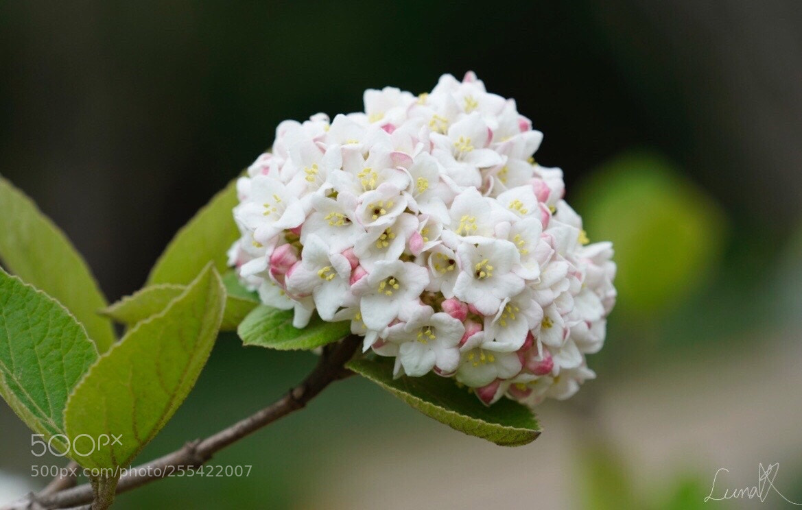 Sony a7R II sample photo. Dear, take this flower photography