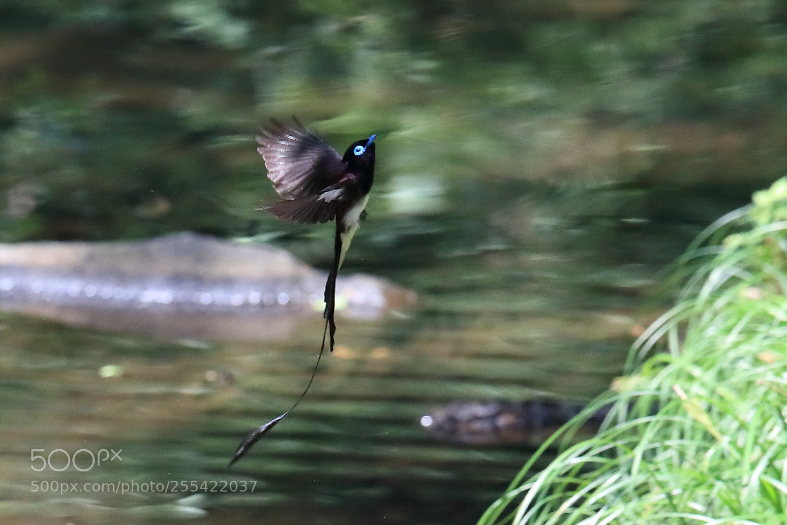 Canon EOS-1D X Mark II sample photo. さんこうちょう japanese paradise flycatcher  photography