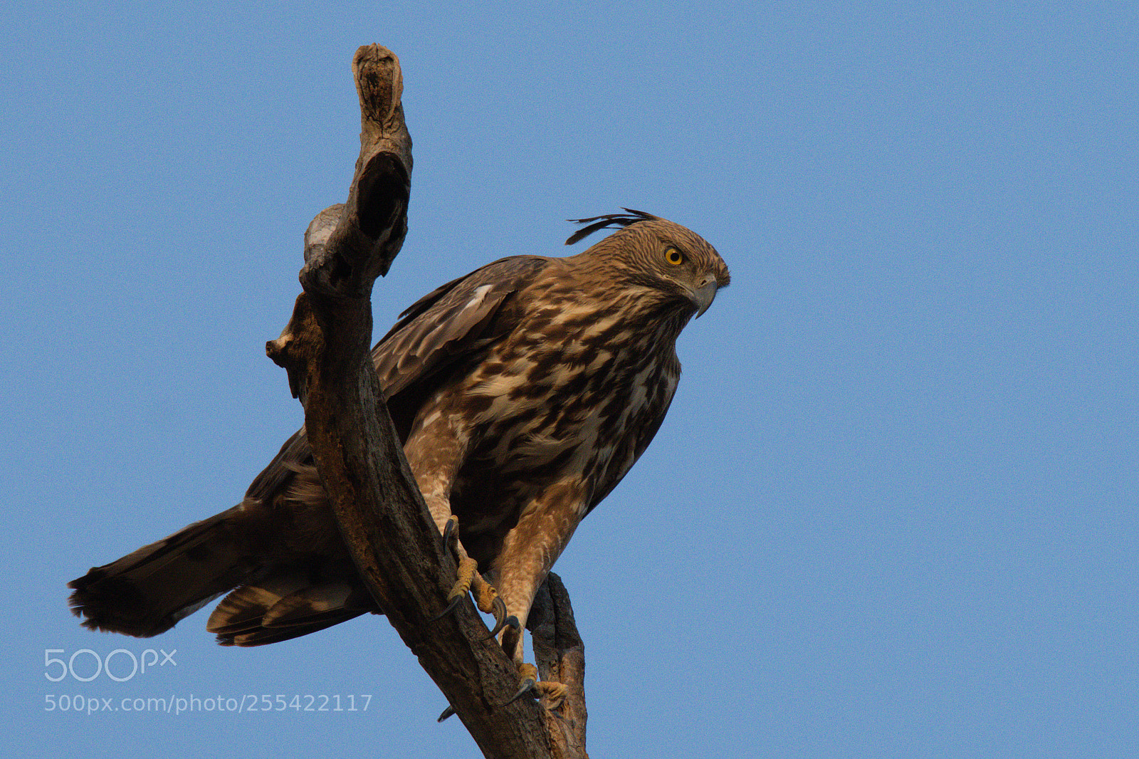 Nikon D500 sample photo. Sharp eyes photography