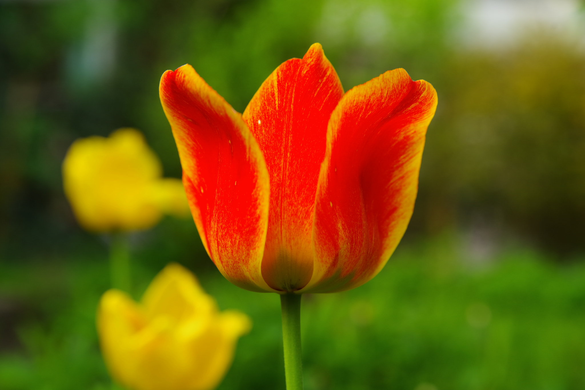 Pentax K-1 sample photo. Tulip photography