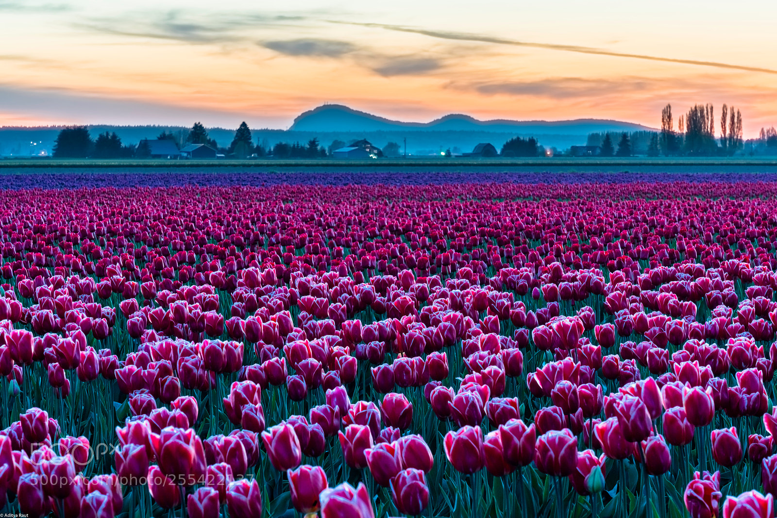 Sony a7R II sample photo. Bulbs at twilight photography