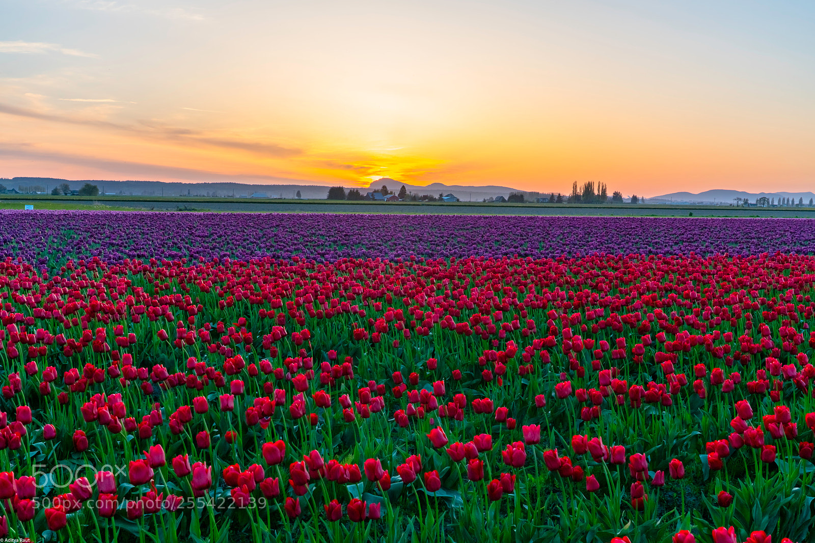 Sony a7R II sample photo. Bulbs at sunset photography