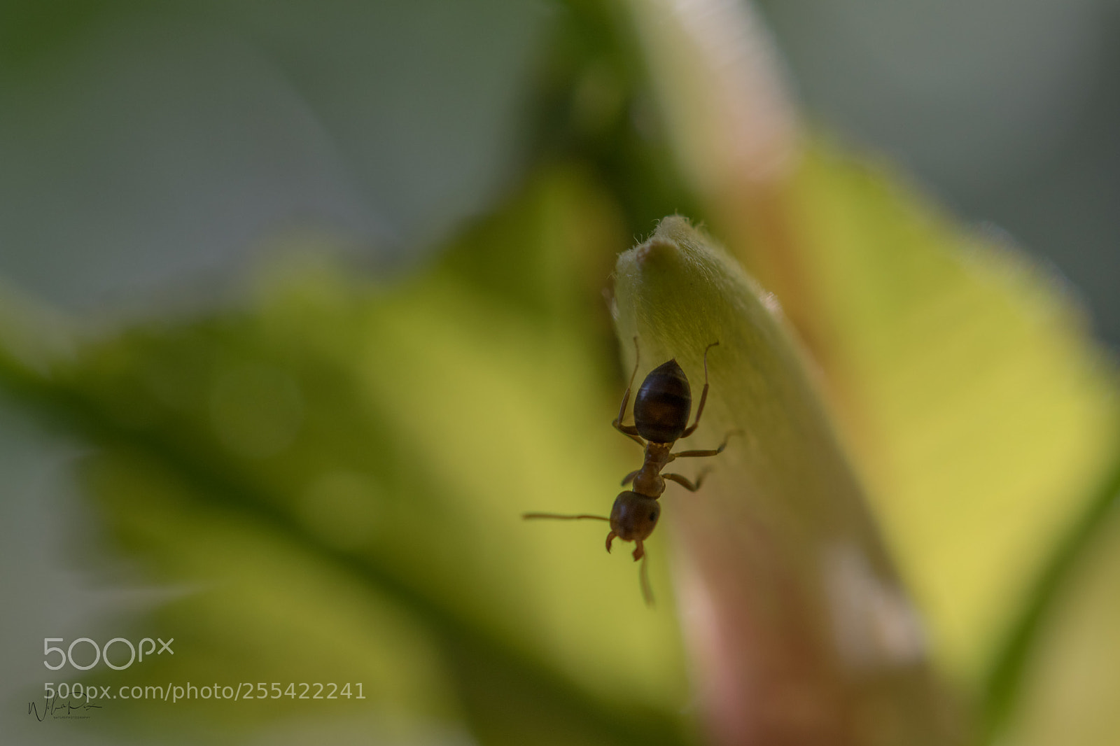 Nikon D500 sample photo. Just a little ant photography