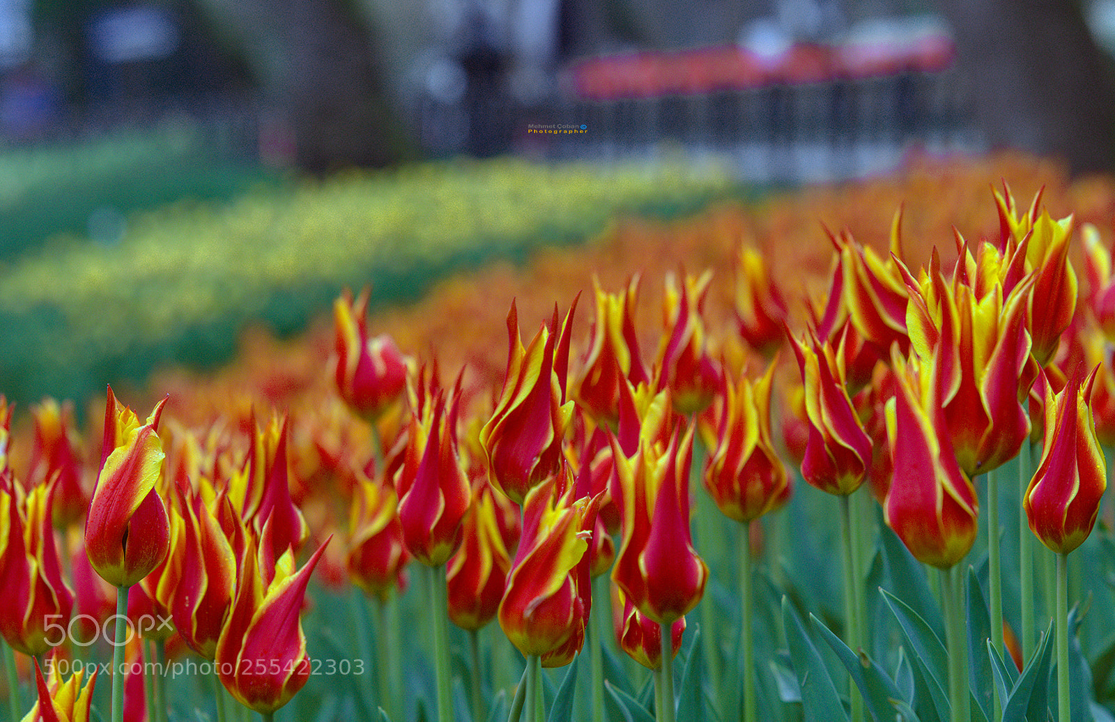 Pentax K-3 II sample photo. Visual is tulips photography