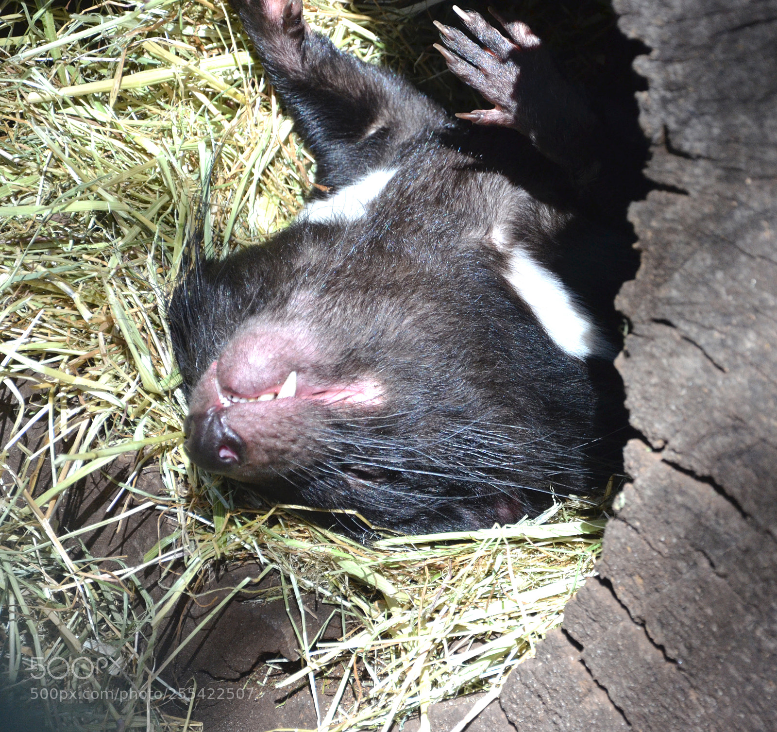 Nikon D7000 sample photo. Tasmanian devil photography