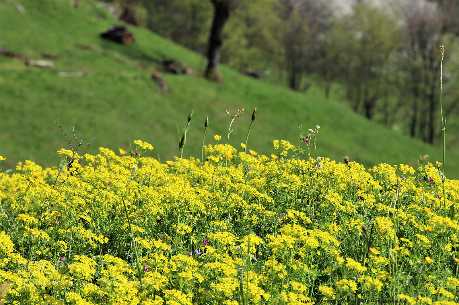 Canon EOS 7D Mark II sample photo. Springtime photography