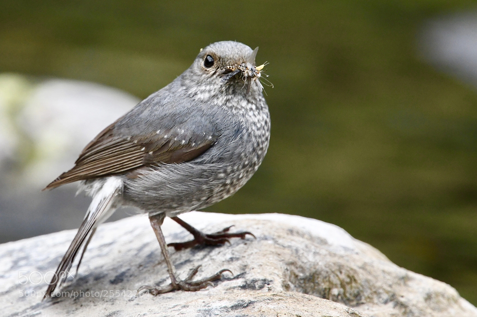 Nikon D500 sample photo. Phoenicurus fuliginosus photography