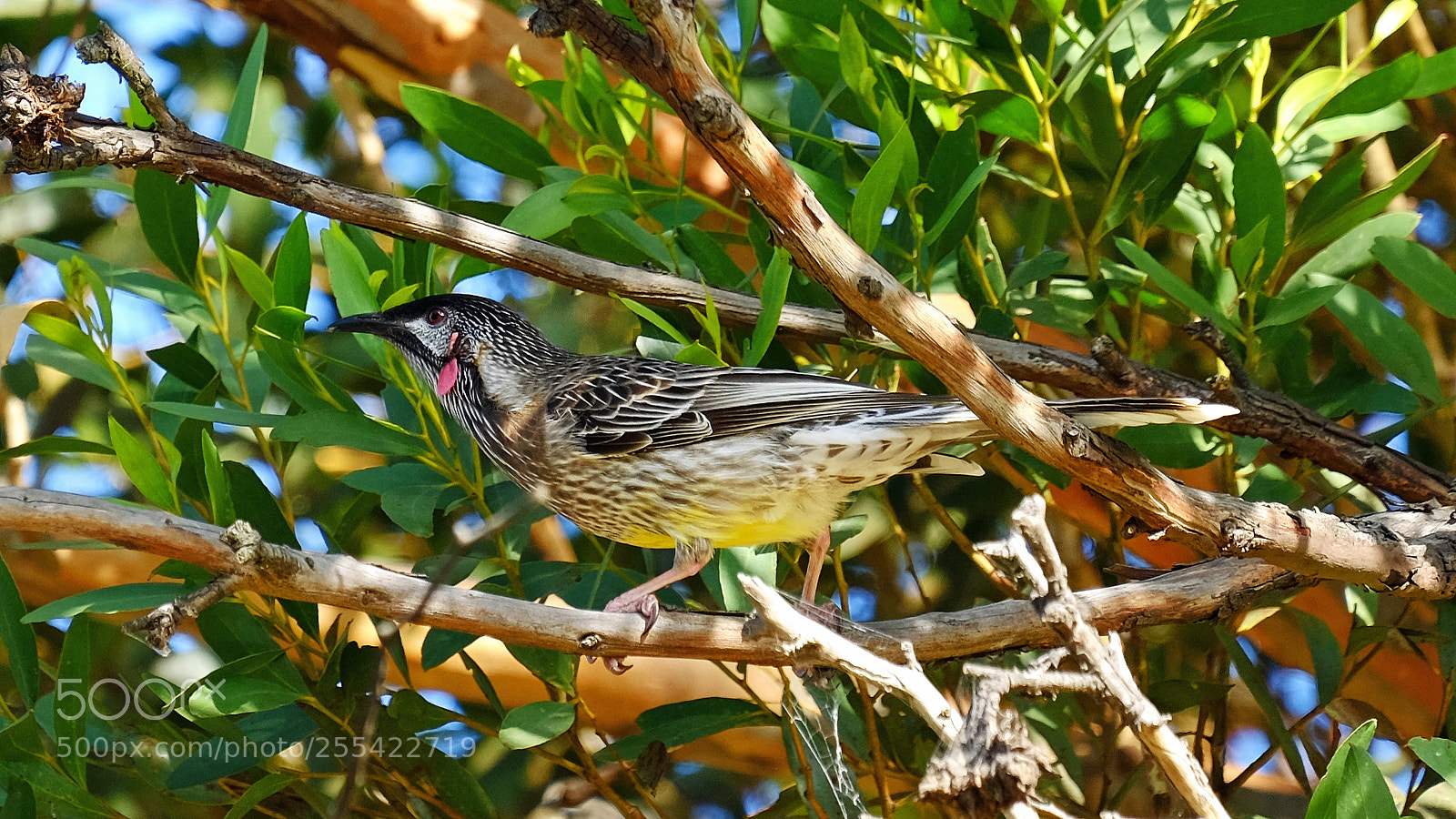 Fujifilm X-T1 sample photo. Red wattle bird photography