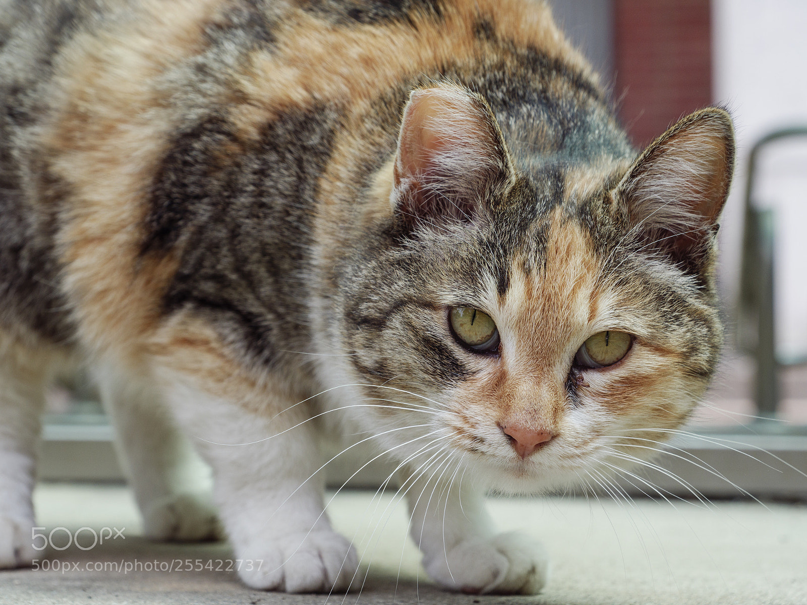 Panasonic Lumix DC-G9 sample photo. 통통한 길고양이 photography