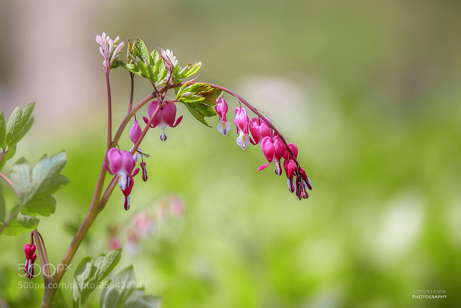 Pentax K-1 sample photo. Spring of the bleeding photography