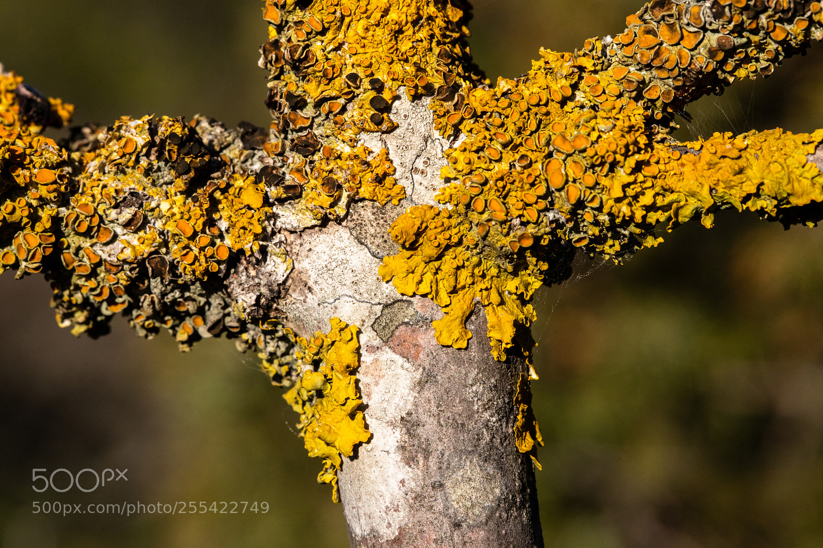 Canon EOS 6D Mark II sample photo. Lichen photography