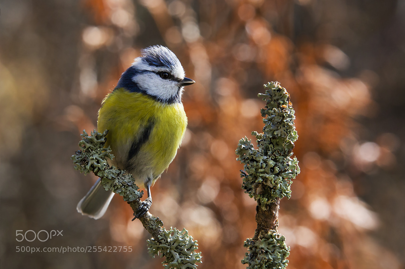 Canon EOS 6D sample photo. Sinitiainen, blue tit photography