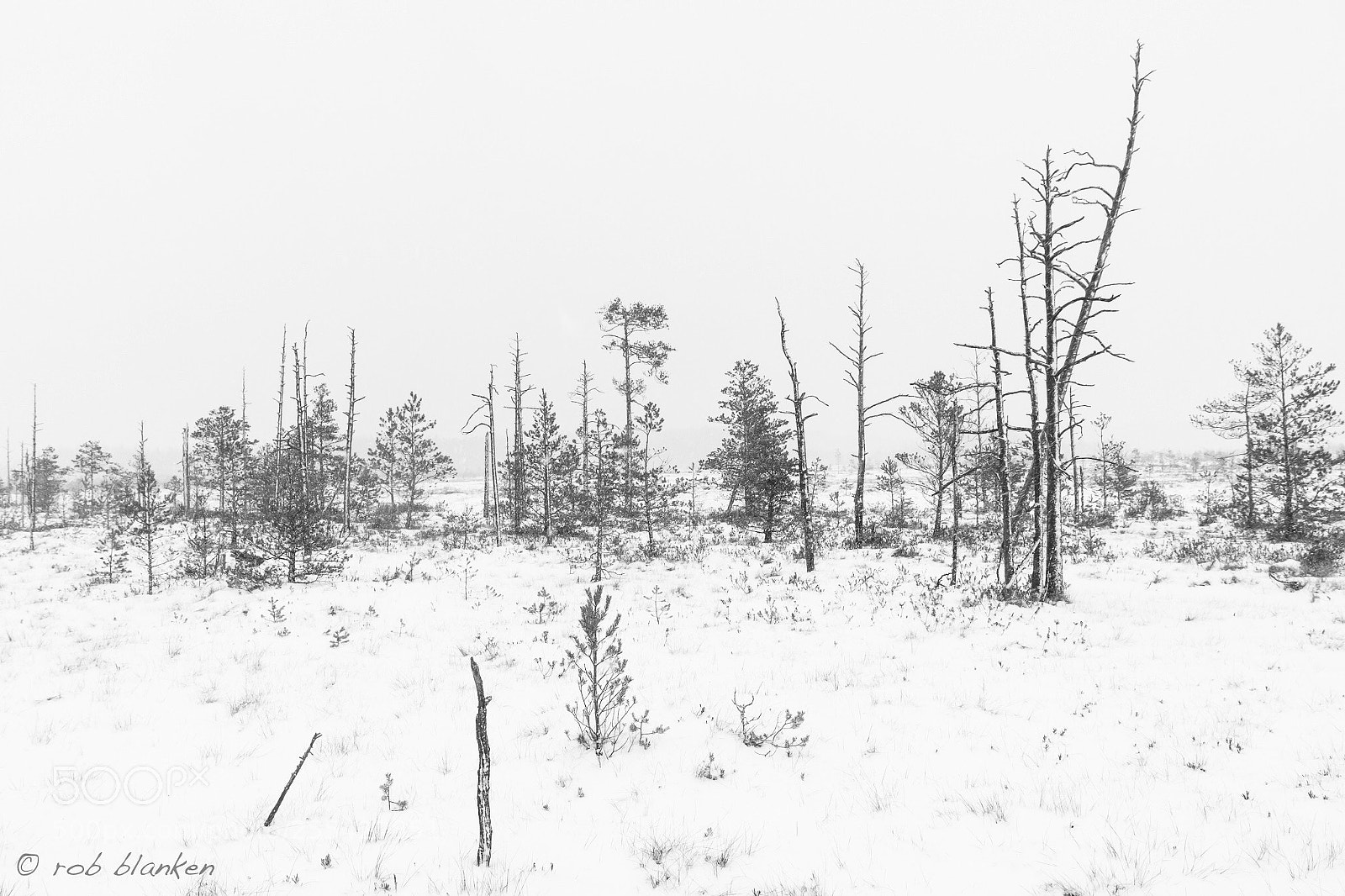 Nikon D850 sample photo. Winter photography
