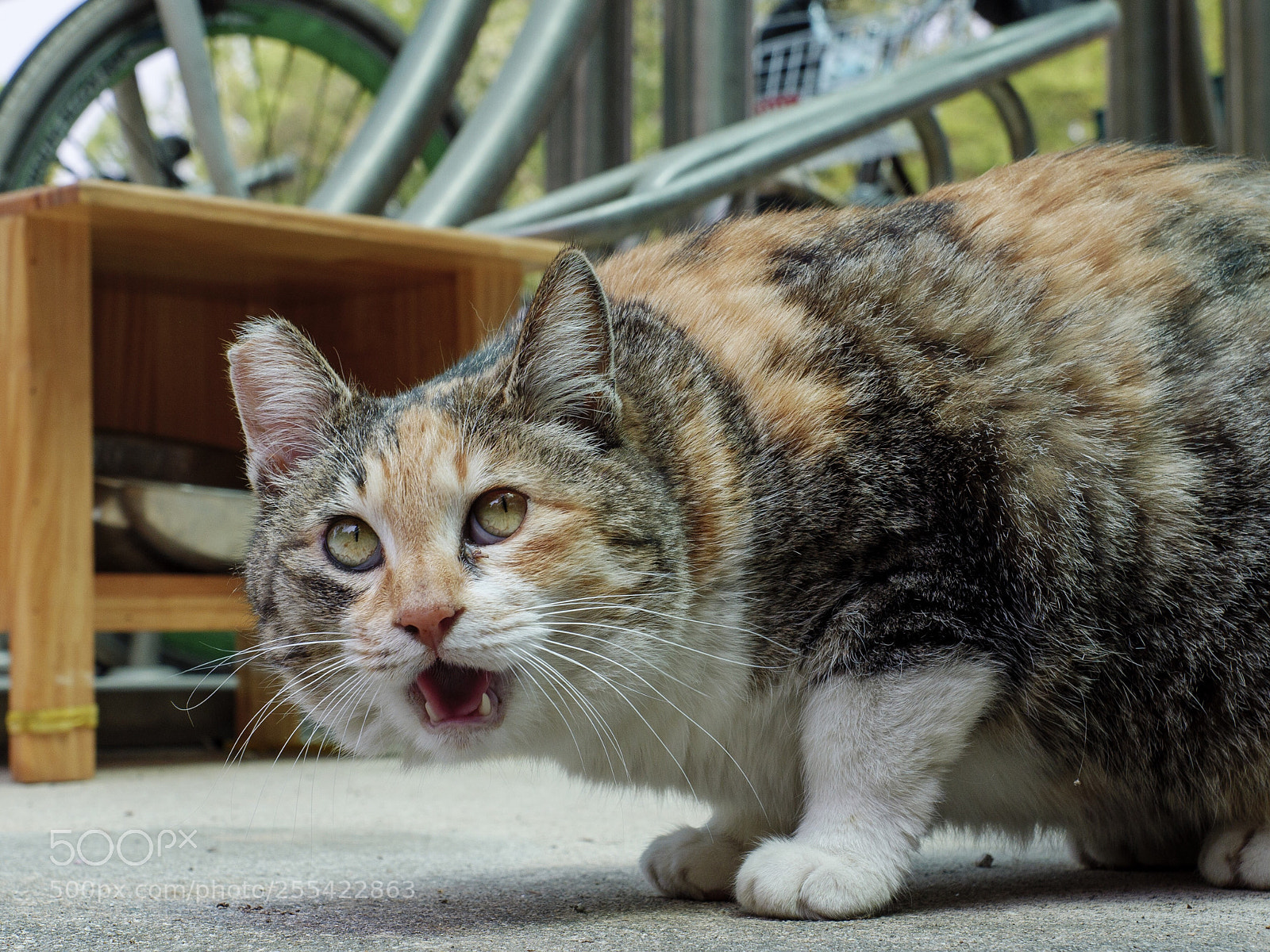 Panasonic Lumix DC-G9 sample photo. 깜짝 놀란 통통한 길고양이 photography