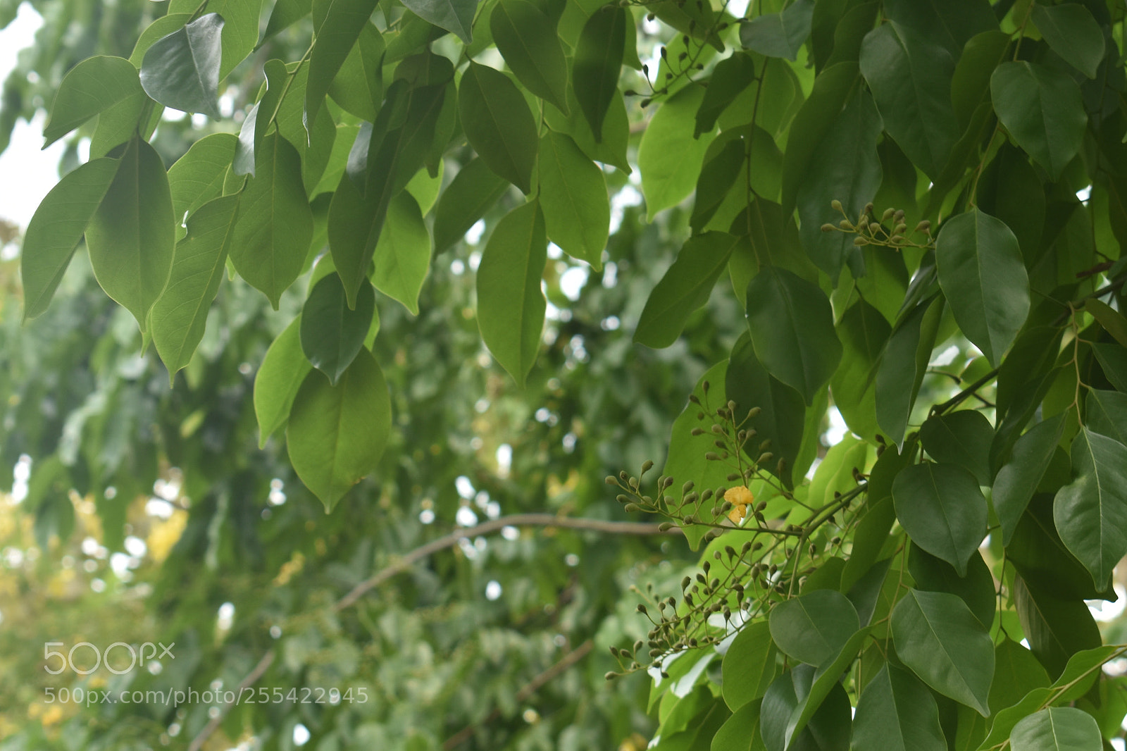 Nikon D3400 sample photo. Simple single photography