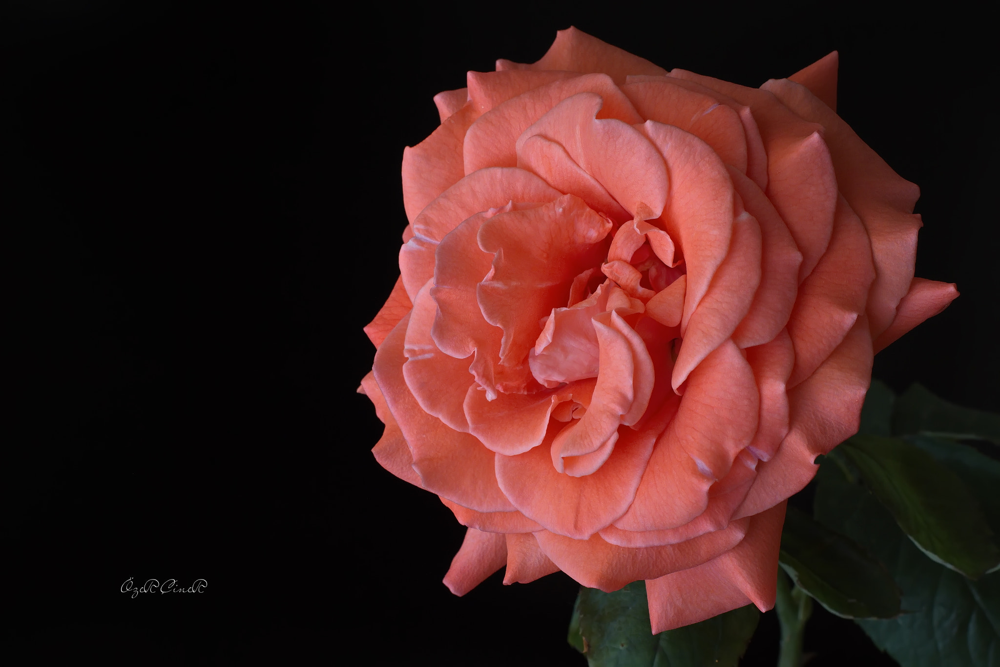 Canon EF 100mm F2.8L Macro IS USM sample photo. Mid-aged beauty photography