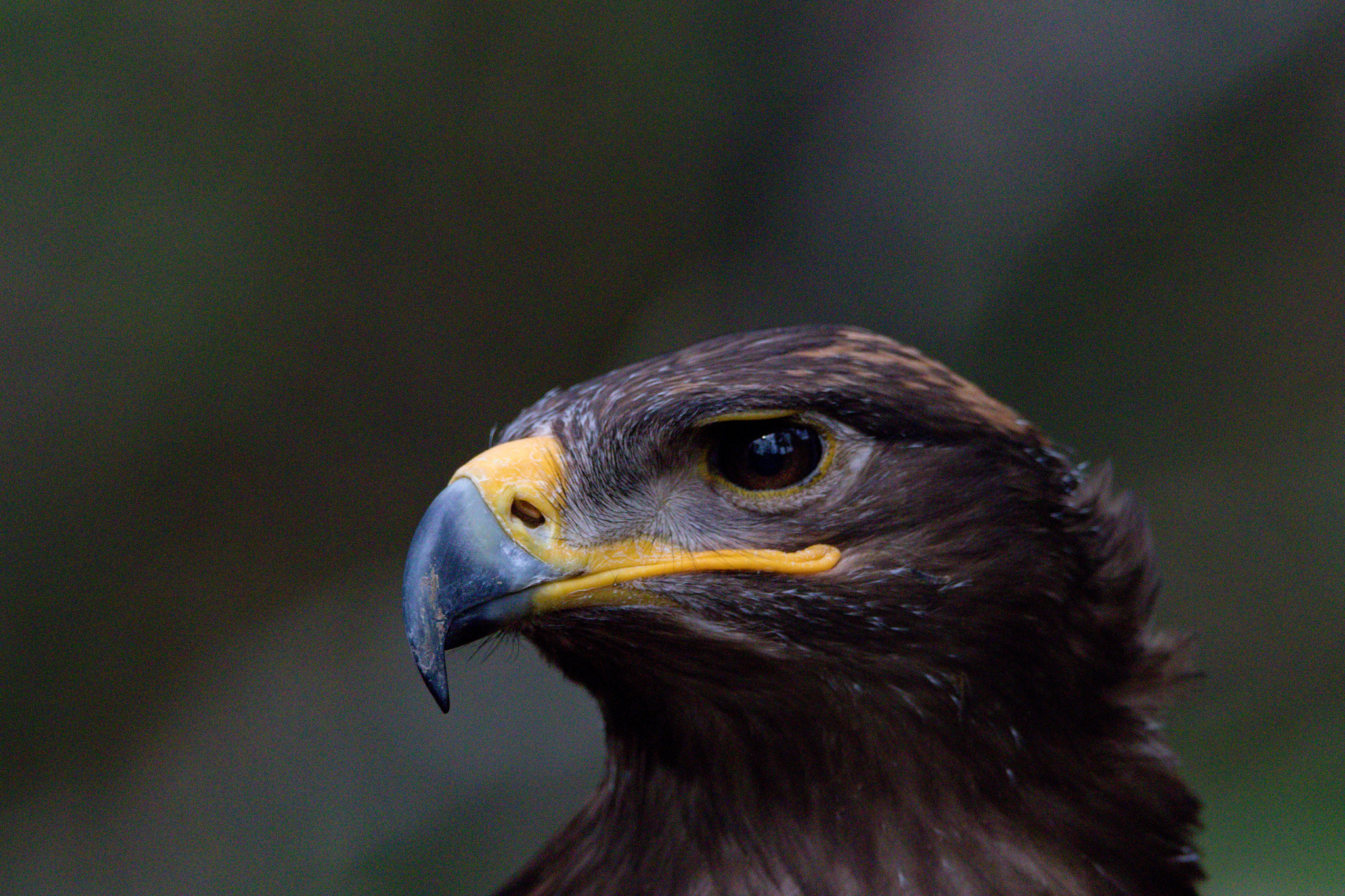 Tamron SP 150-600mm F5-6.3 Di VC USD sample photo. Orel stepní photography