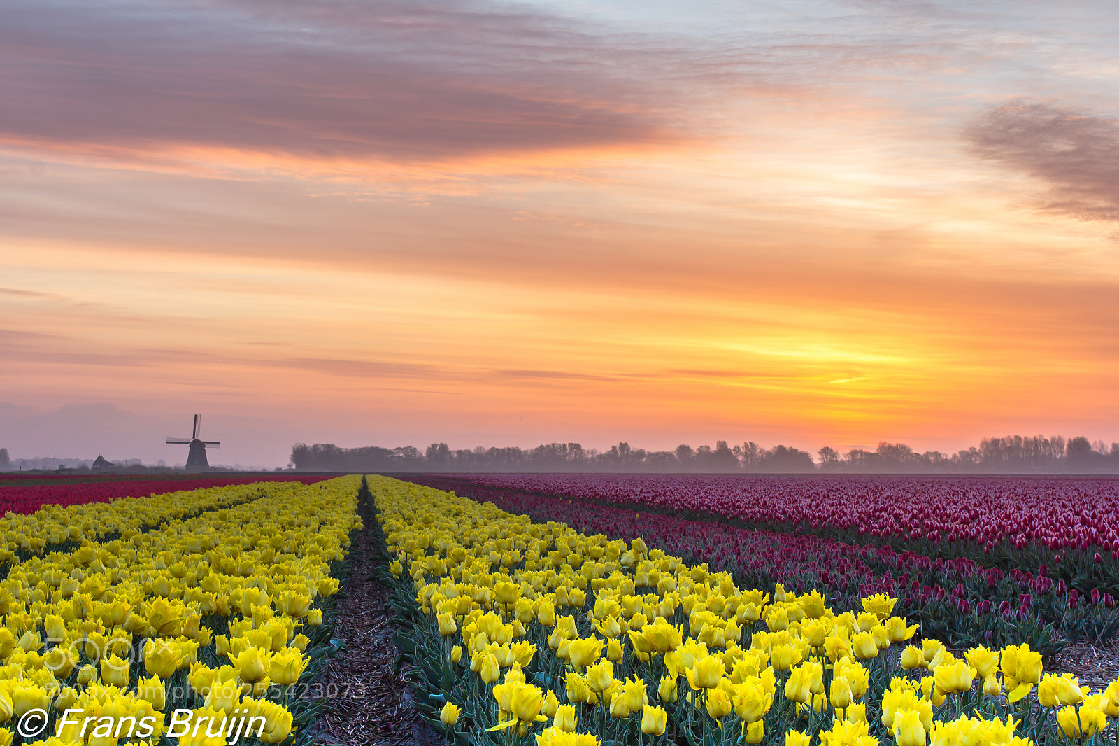 Canon EOS 60D sample photo. Tulpen photography