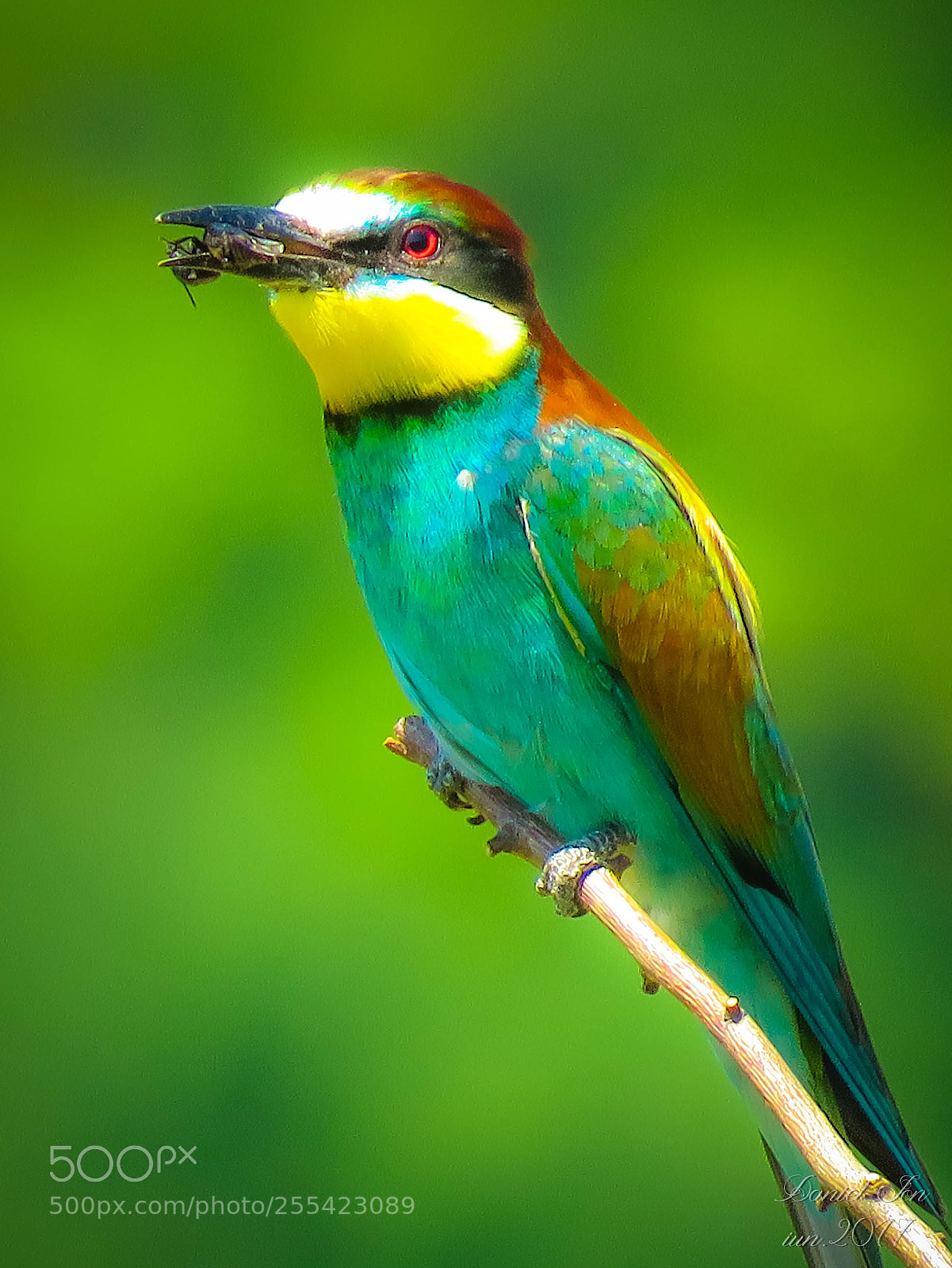 Canon PowerShot SX60 HS sample photo. Prigoria merops apiaster ordinul photography