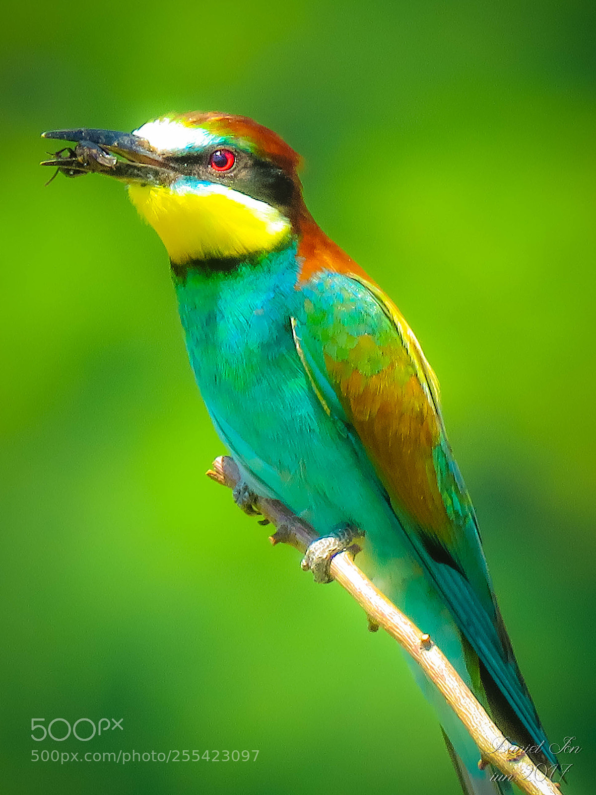 Canon PowerShot SX60 HS sample photo. Prigoria merops apiaster ordinul photography