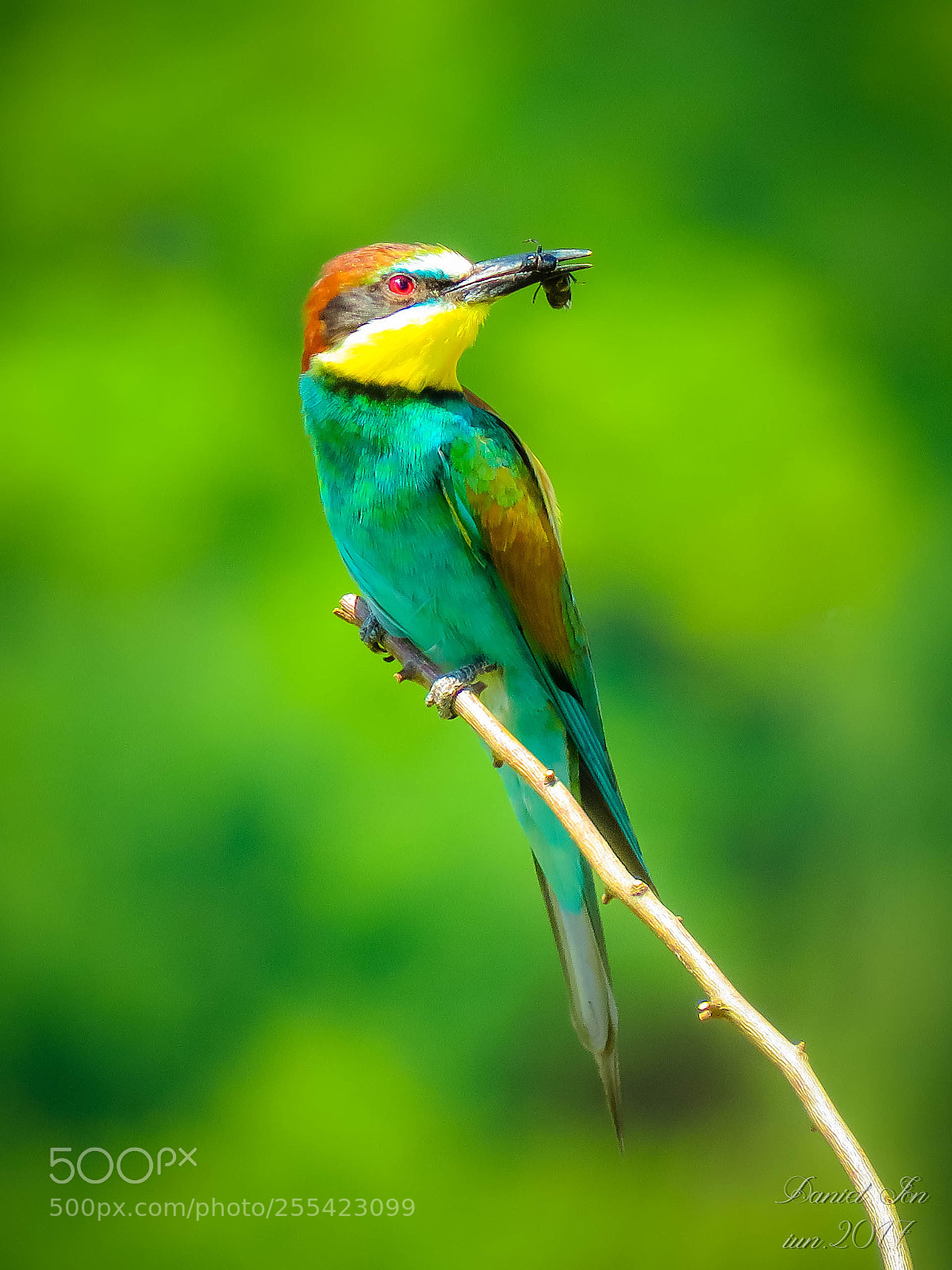 Canon PowerShot SX60 HS sample photo. Prigoria merops apiaster ordinul photography