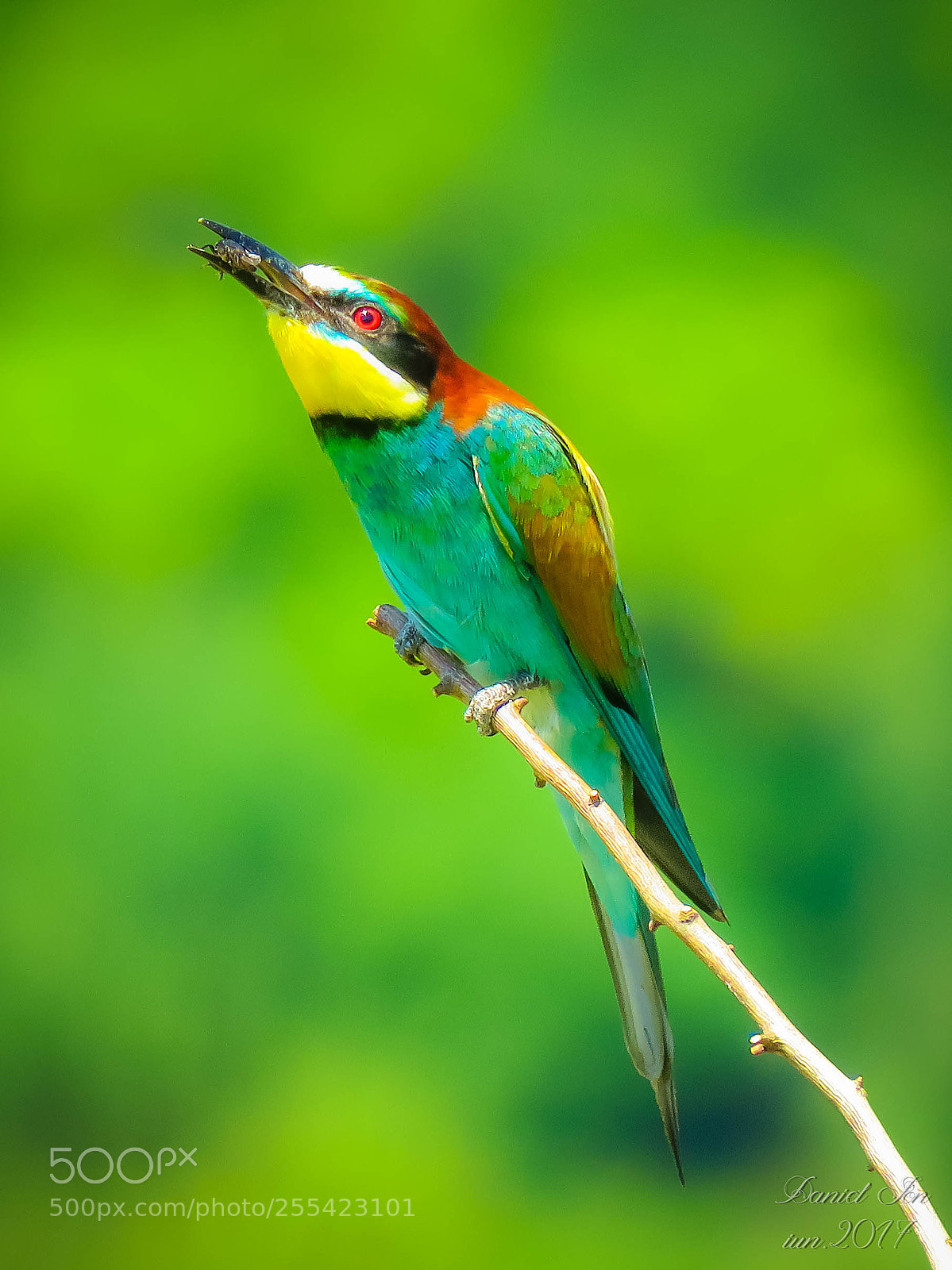 Canon PowerShot SX60 HS sample photo. Prigoria merops apiaster ordinul photography