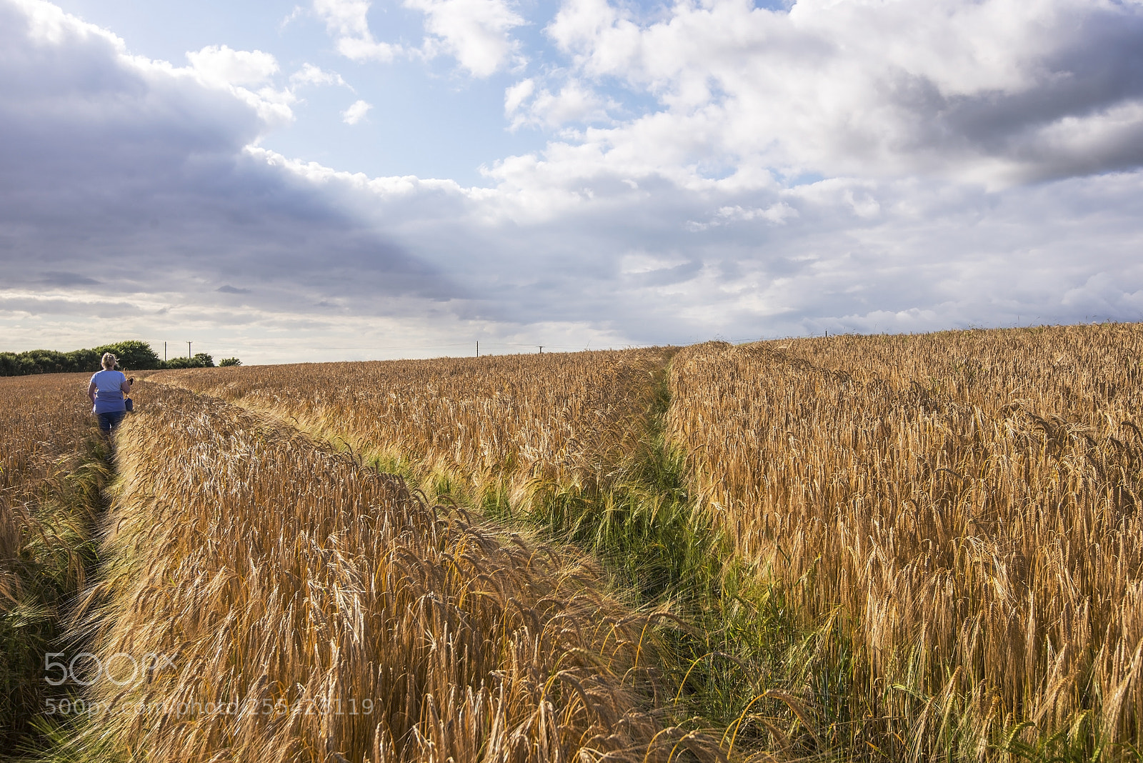 Nikon D600 sample photo. Taking the low road (1) photography