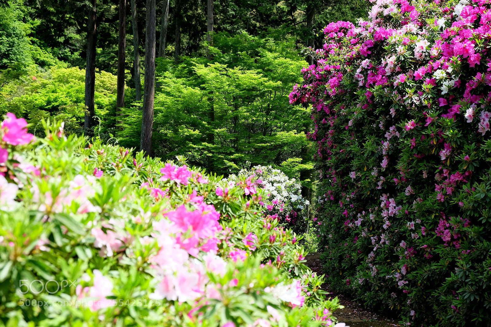 Fujifilm X-T1 sample photo. Flower road photography