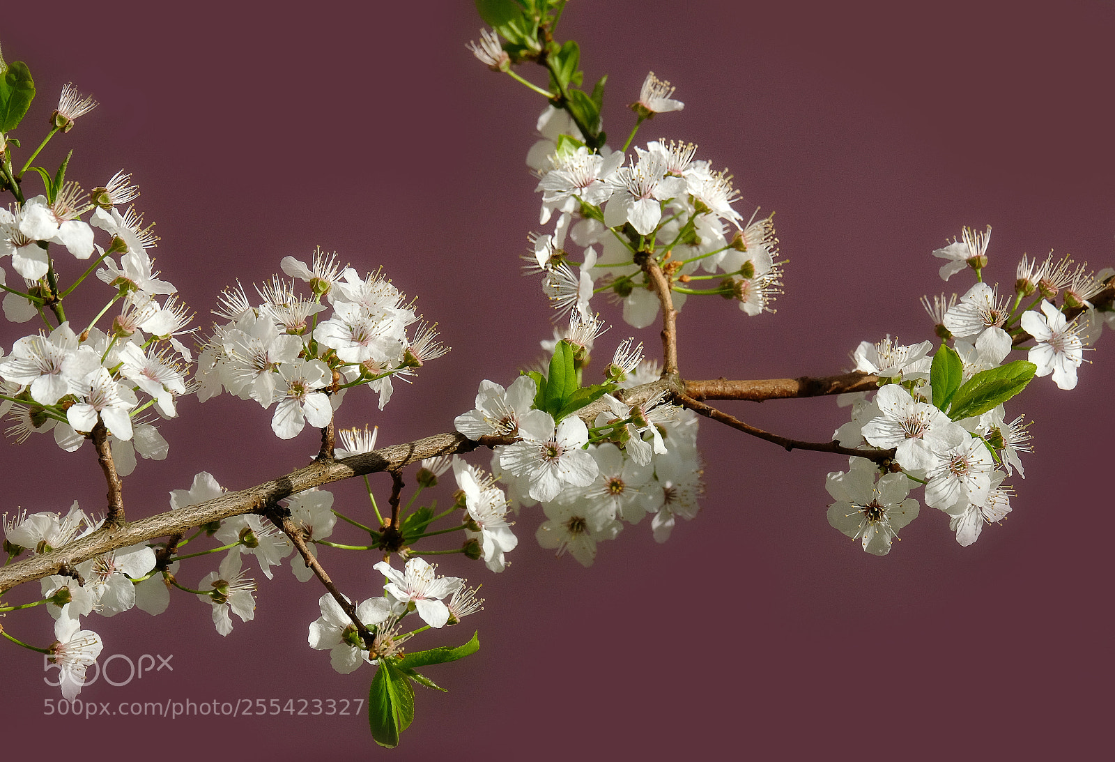 Fujifilm X-T20 sample photo. A branch of flowering photography