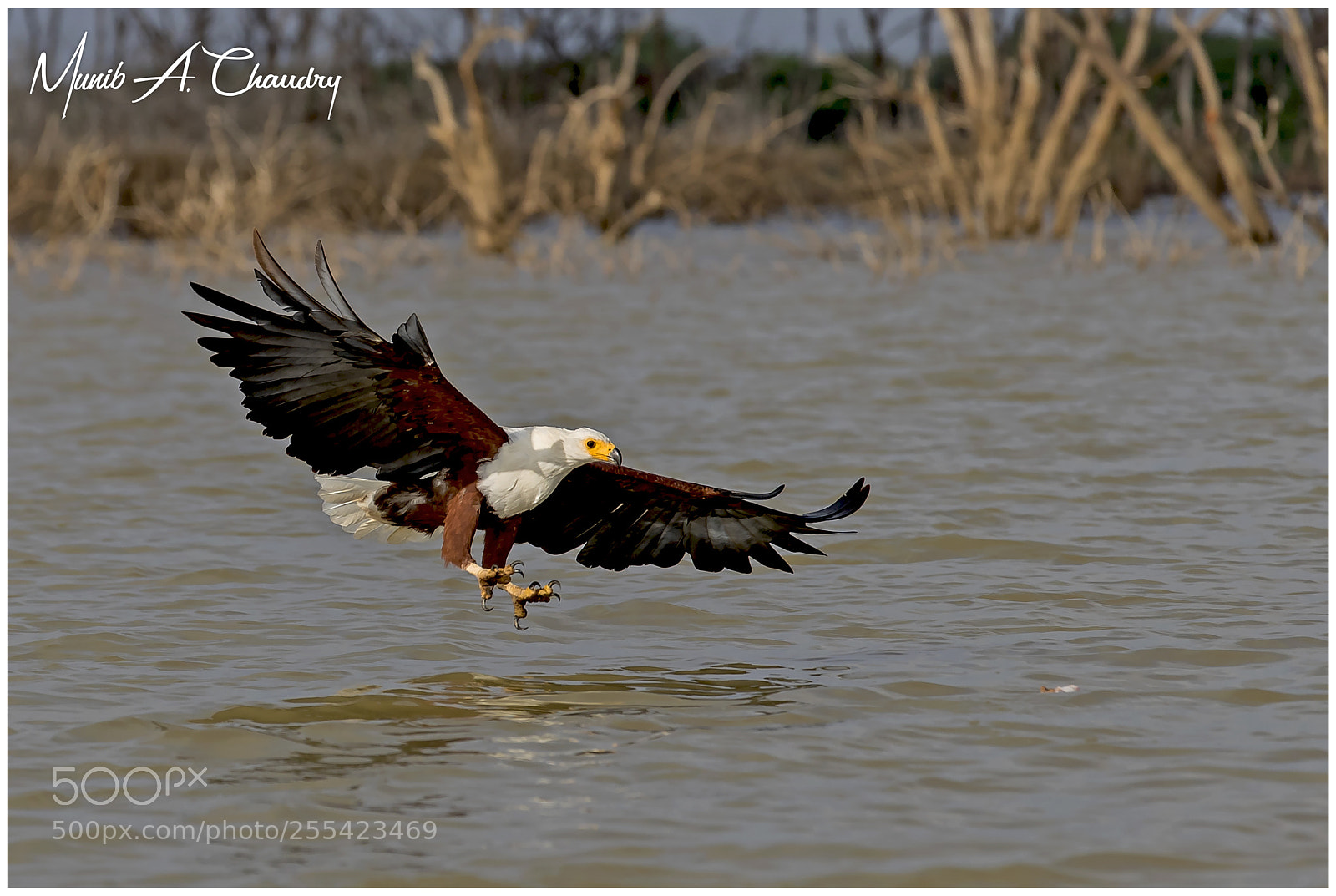 Canon EOS-1D X Mark II sample photo. The ultimate raptor! photography