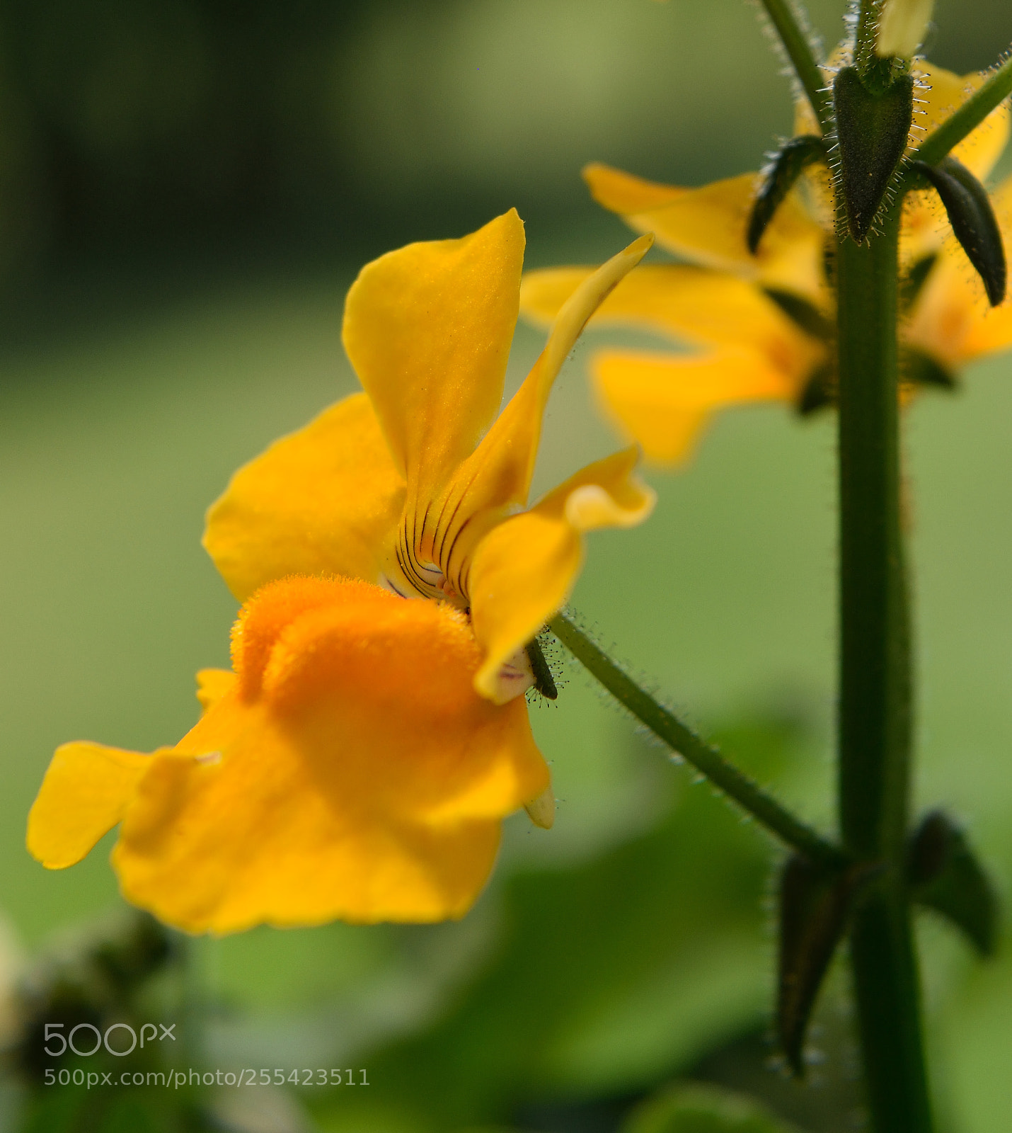 Nikon D3300 sample photo. A flower called sunsatia photography