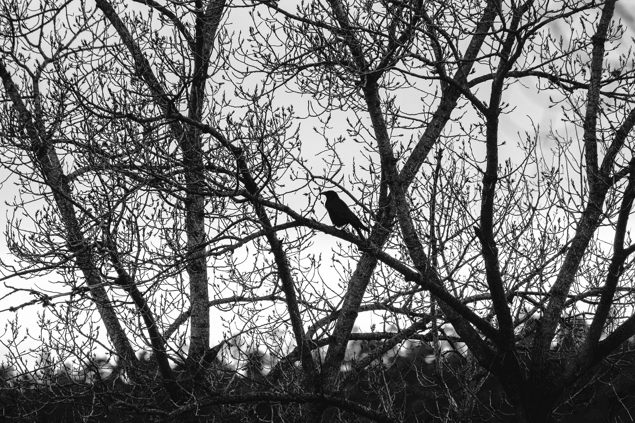 Canon EOS 650D (EOS Rebel T4i / EOS Kiss X6i) sample photo. Bird photography
