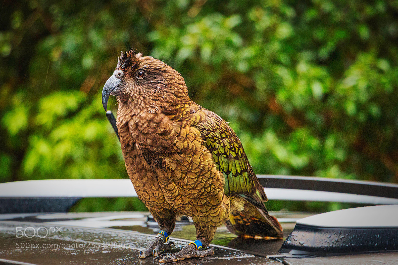 Canon EOS 70D sample photo. Kea in new zealand photography