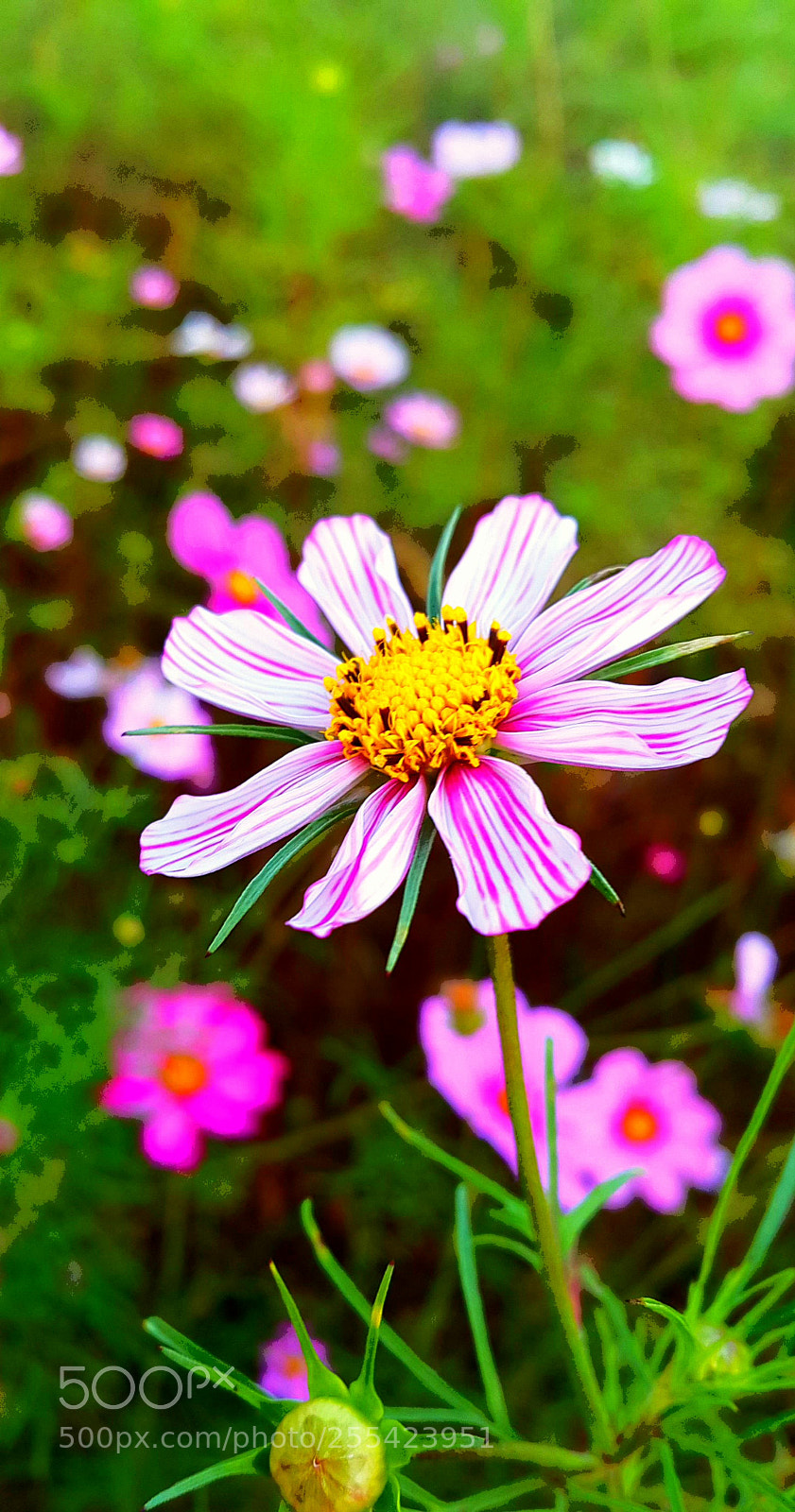 Samsung Galaxy Note4 sample photo. Nice purple flower photography