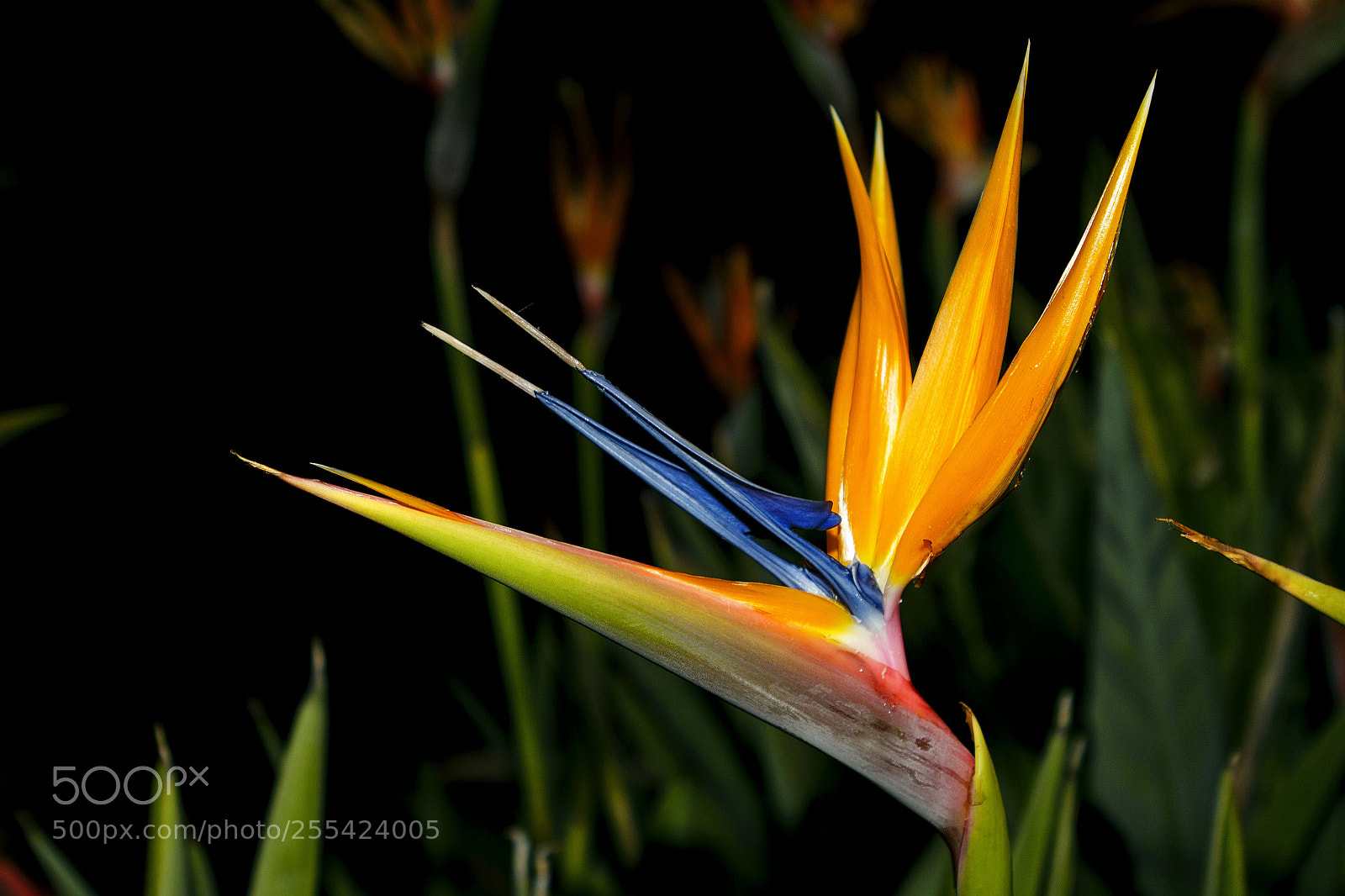 Canon EOS 50D sample photo. Flower photography