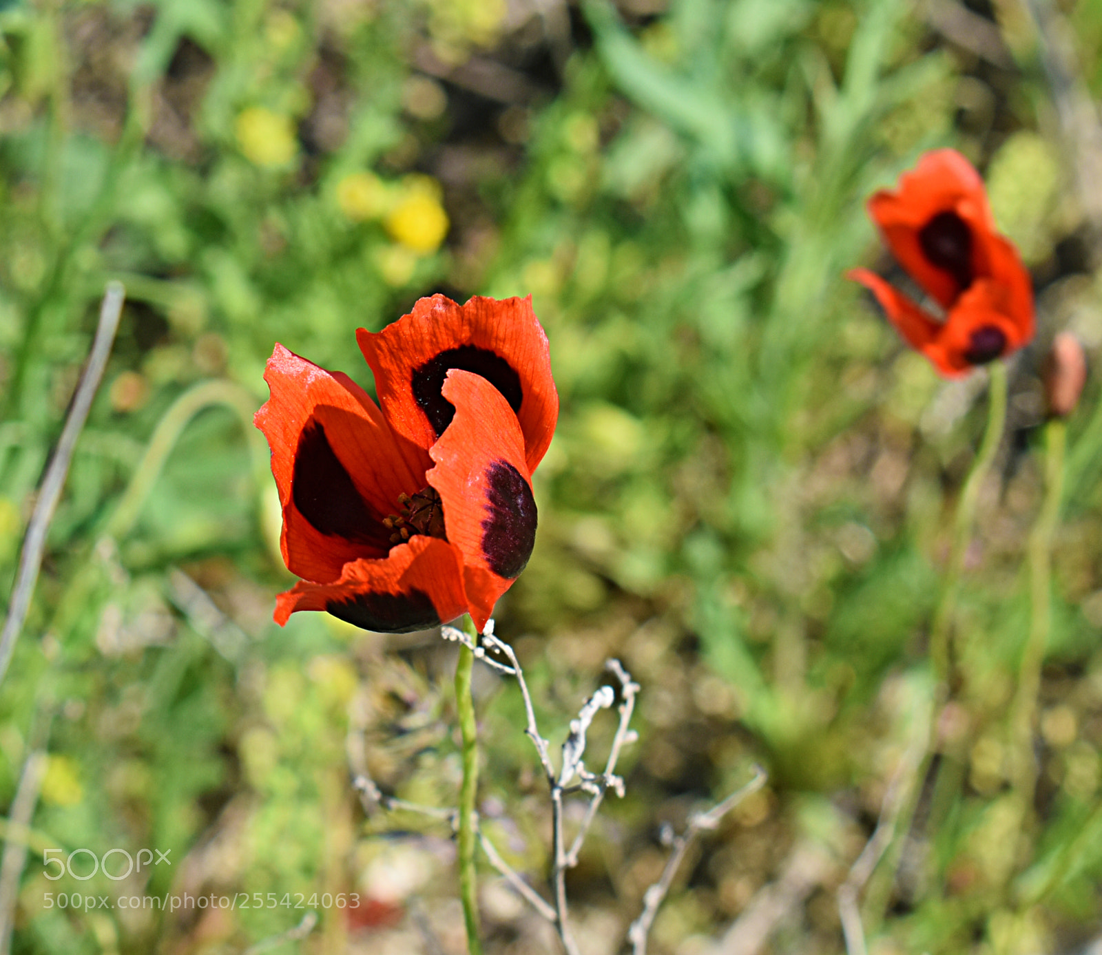 Nikon D5600 sample photo. Дикие маки photography