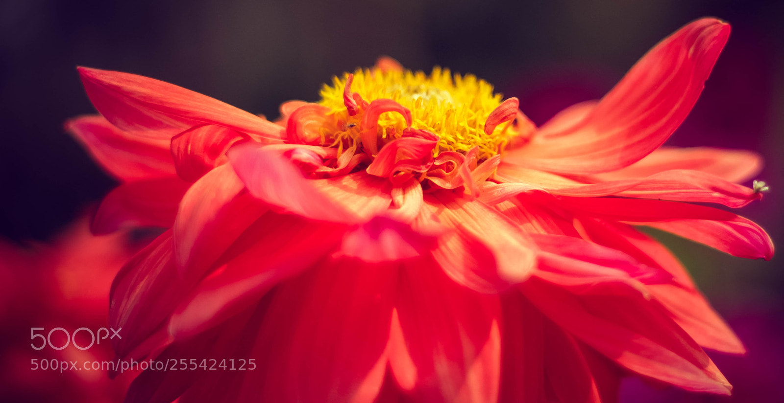 Canon EOS 700D (EOS Rebel T5i / EOS Kiss X7i) sample photo. Flower photography