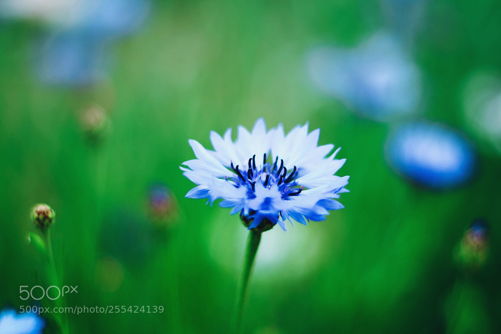 Canon EOS 700D (EOS Rebel T5i / EOS Kiss X7i) sample photo. Flower :* photography