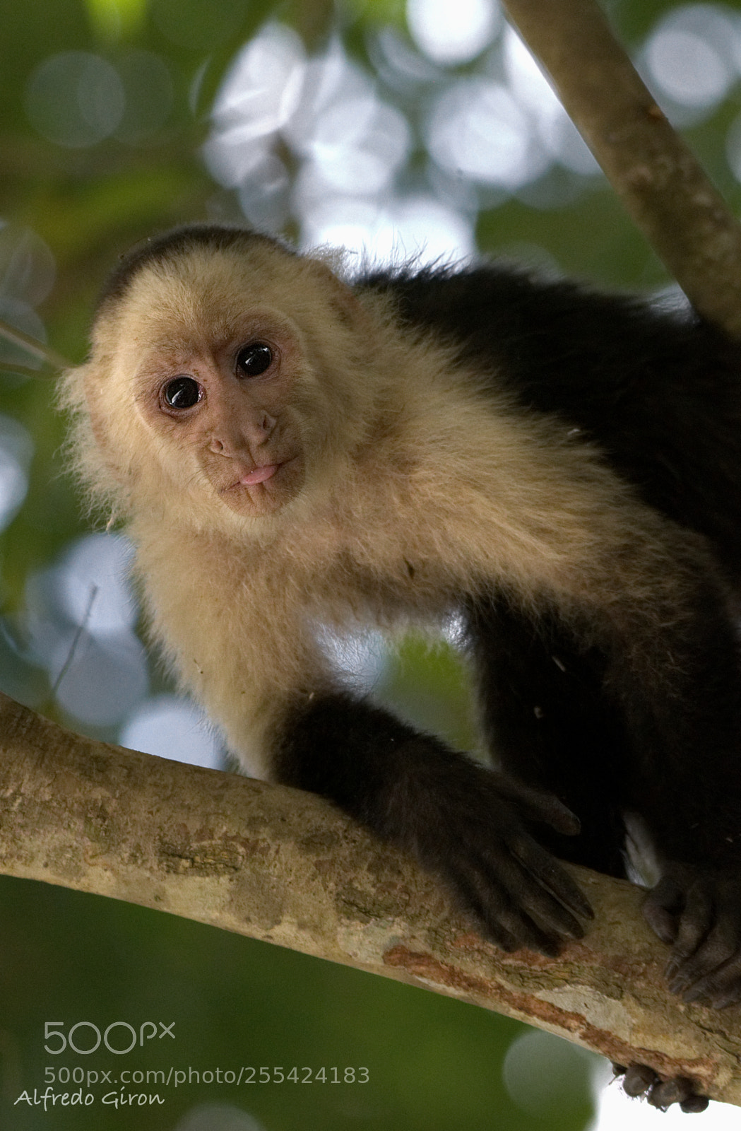 Nikon D500 sample photo. Capuchin photography