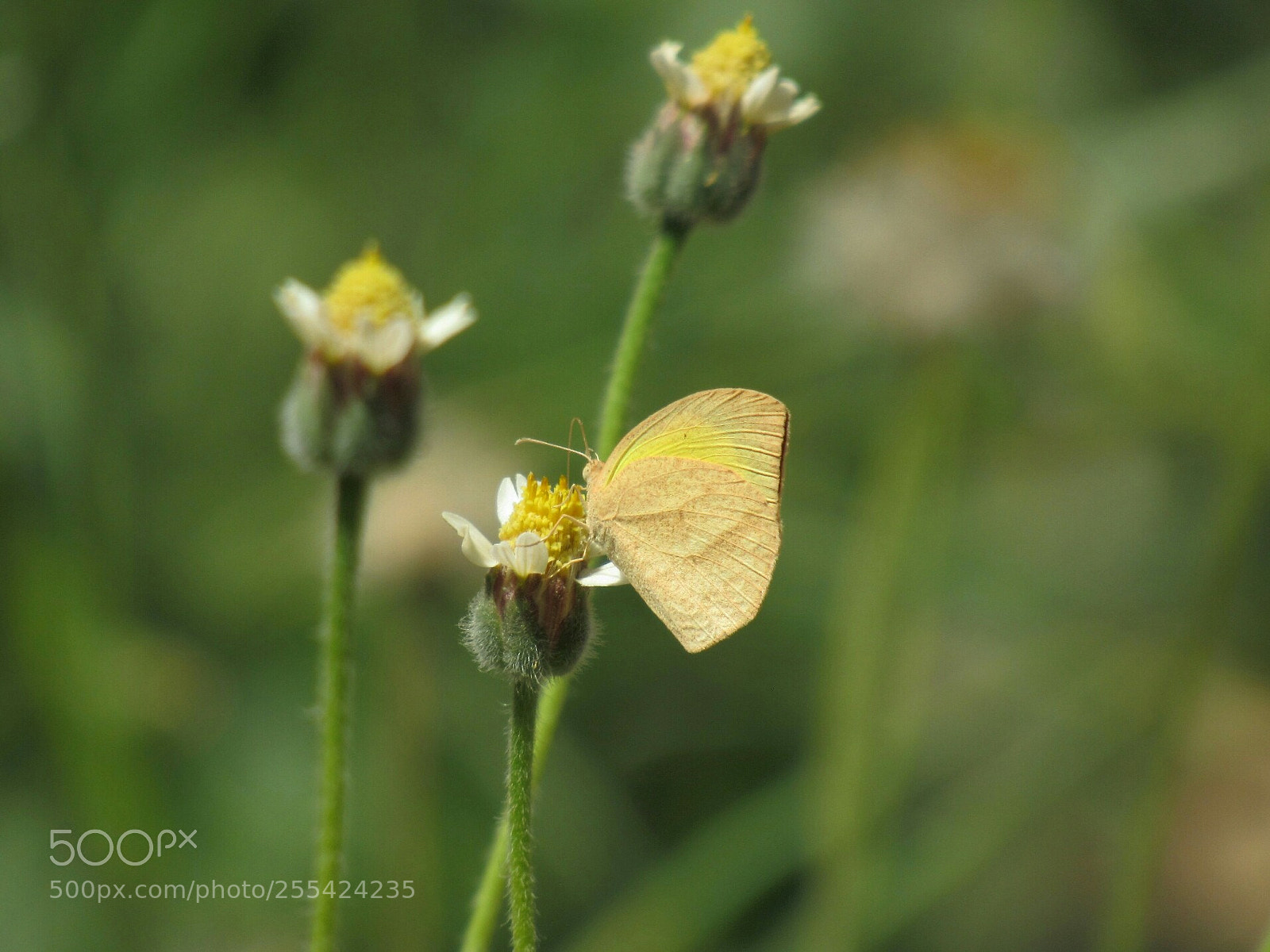 Canon PowerShot SX530 HS sample photo. Oriental lemon emigrant butterfly photography