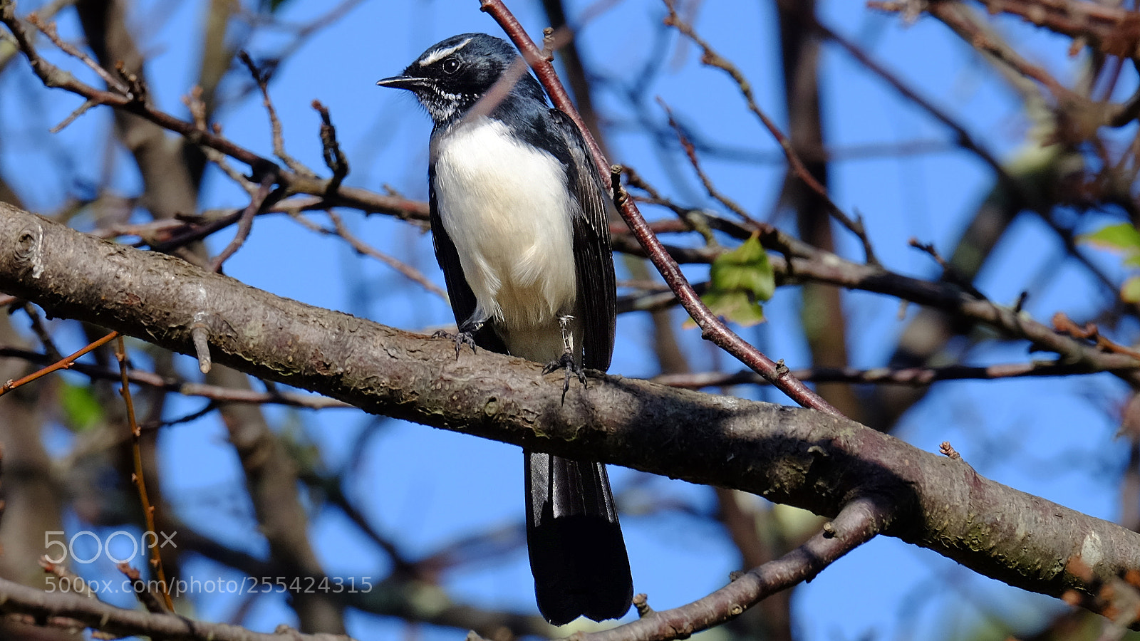 Fujifilm X-T1 sample photo. Willie wagtail photography