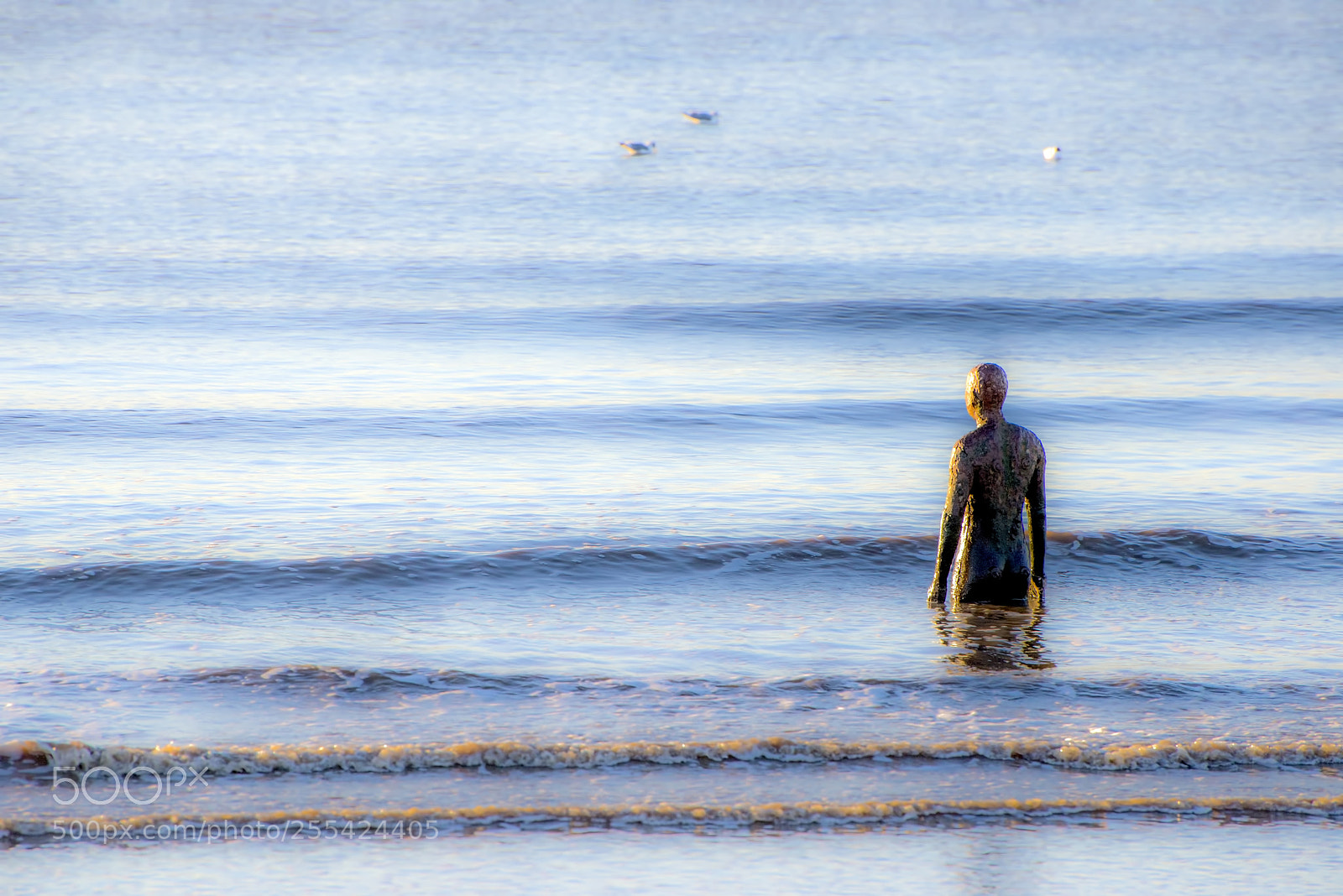 Nikon D600 sample photo. Always watching! (1) photography