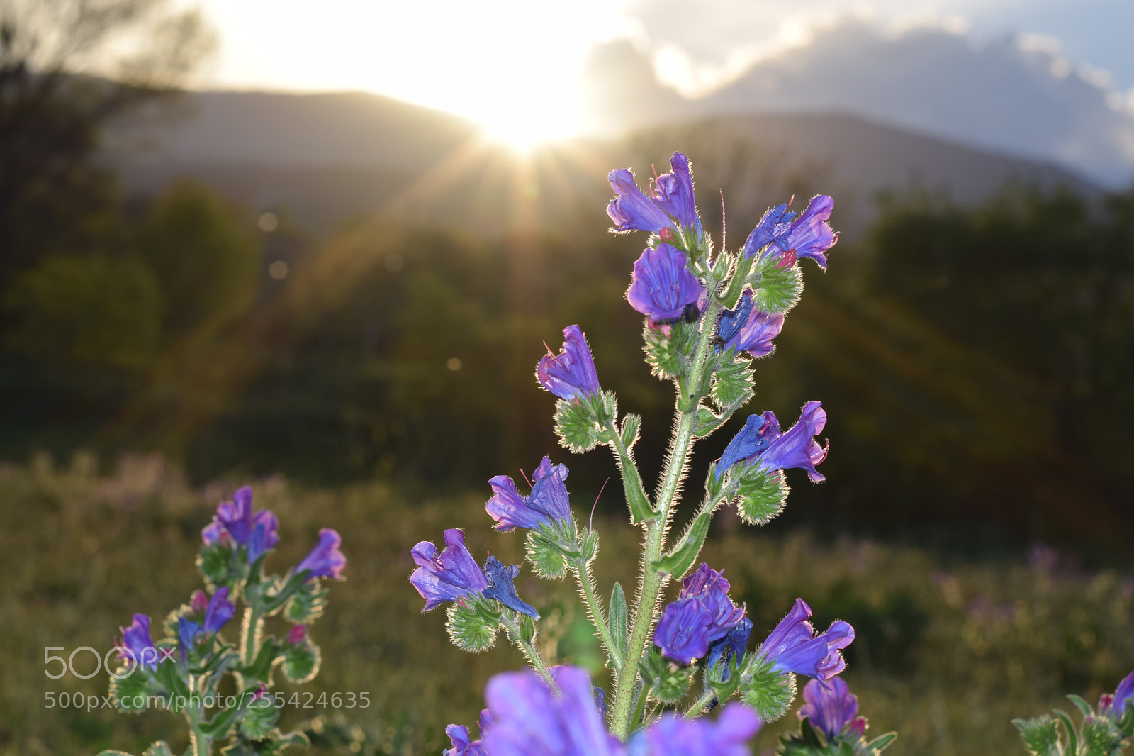 Nikon D3300 sample photo. Thistle flowers at sunset photography