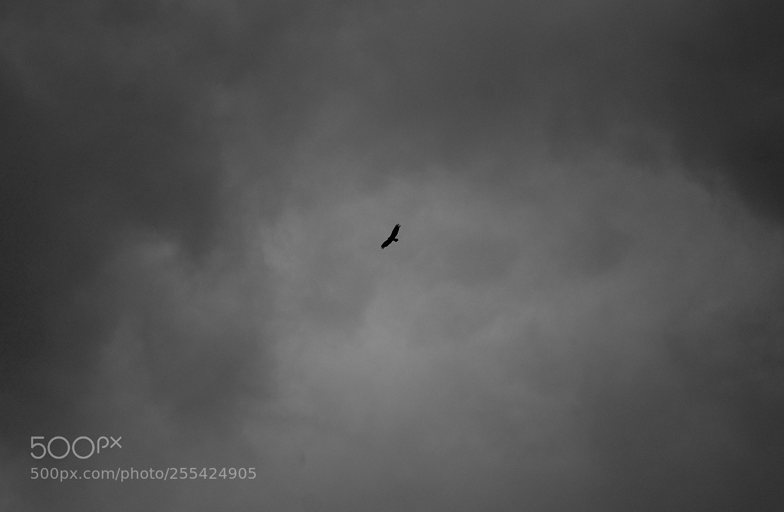 Nikon D7100 sample photo. Hawk in a storm photography